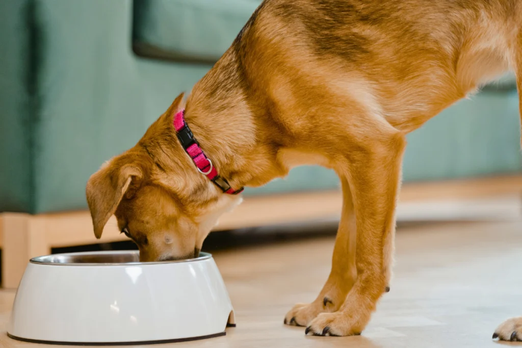 Cachorro Adulto pode Comer Ração de Filhote