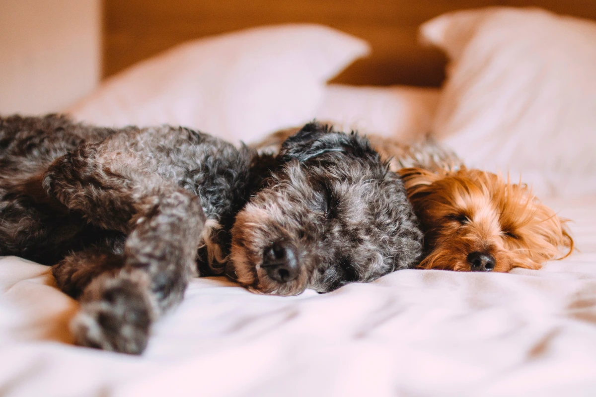 Cachorro Dormir de Olho Aberto