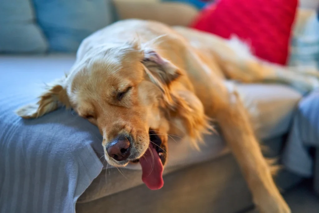 Cachorro Dormir de Olho Aberto