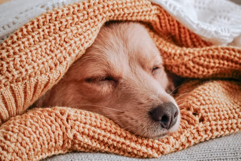 Cachorro Dormir de Olho Aberto