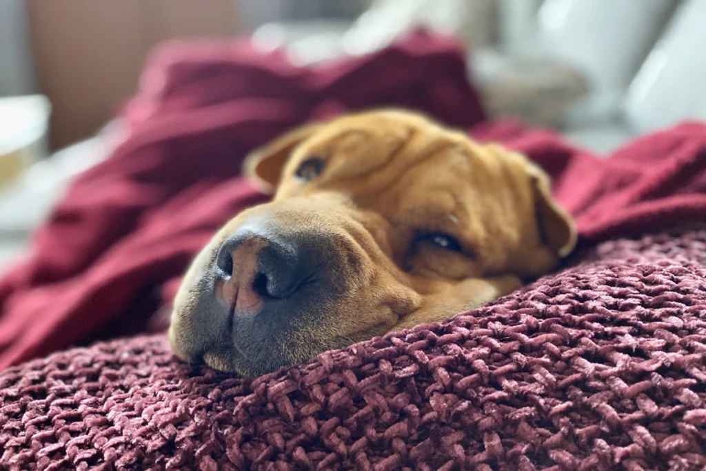 Cachorro Dormir de Olho Aberto