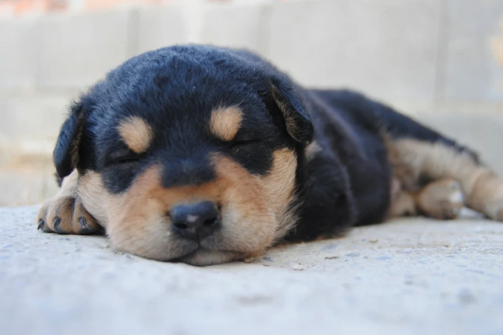 Cachorro Dormir de Olho Aberto