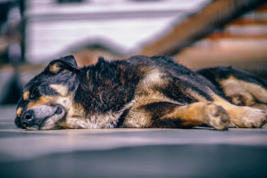 Cachorro Dormir de Olho Aberto