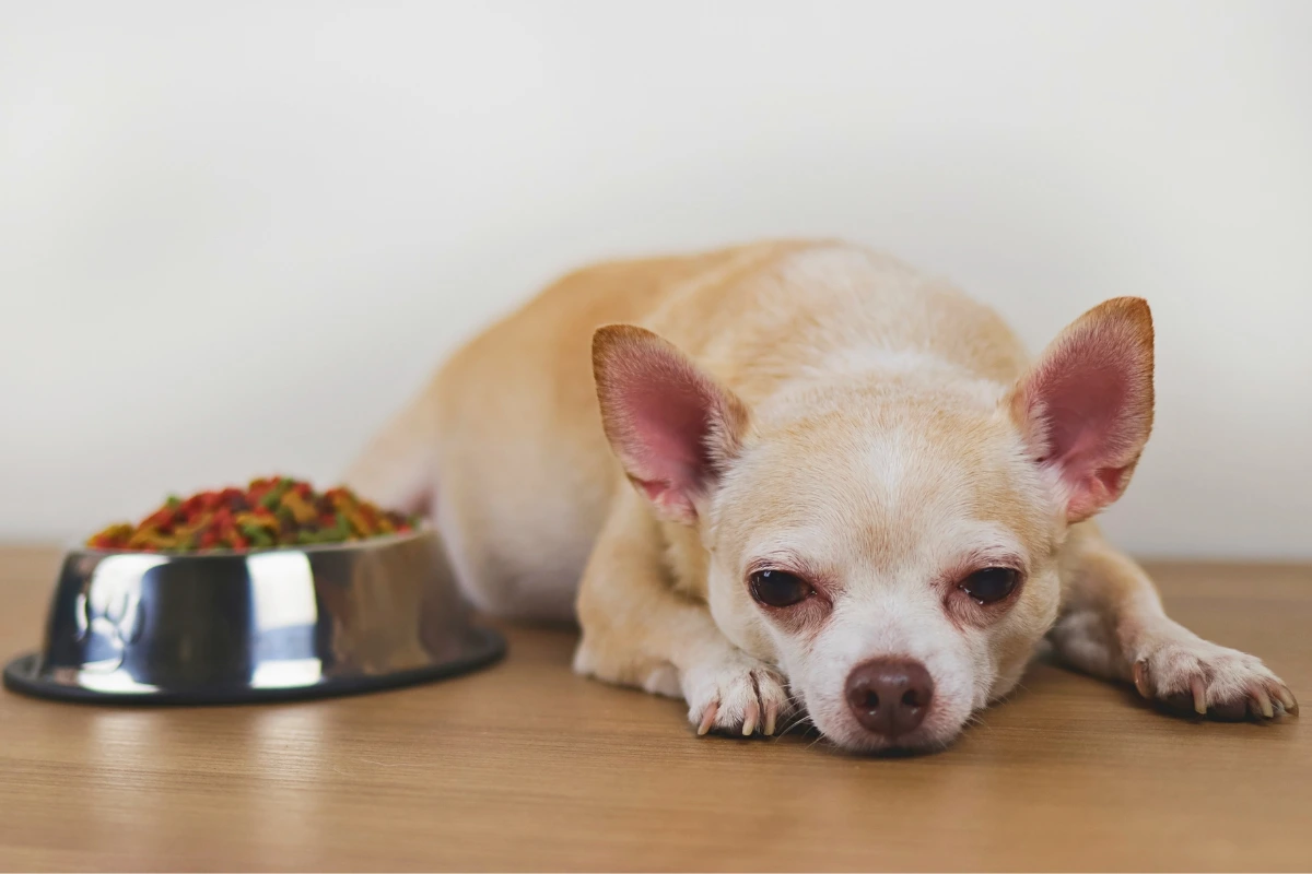 Cachorro Vomitando Ração