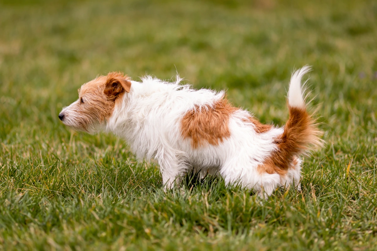 Cachorro com Diarreia Pode Comer Ração