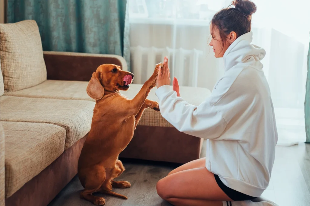 Cachorro com Diarreia Pode Comer Ração