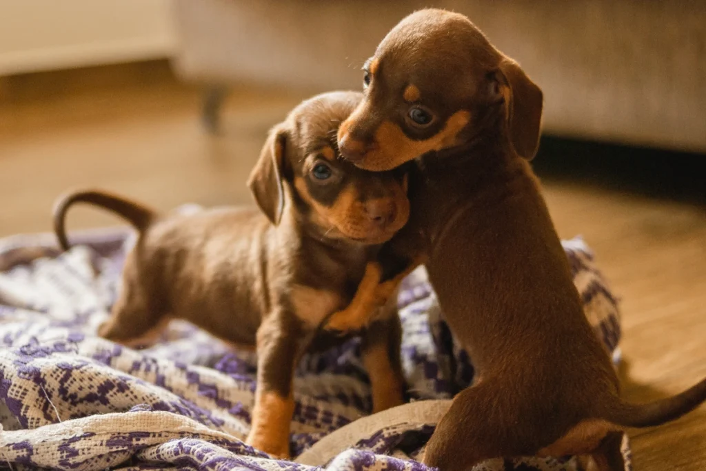 Cachorro com Diarreia Pode Comer Ração