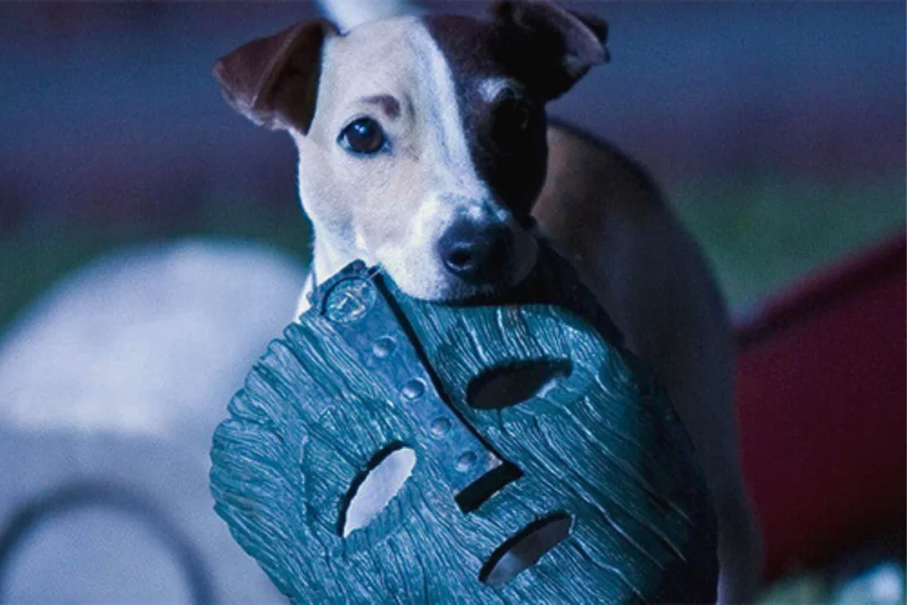 Cachorro do Filme O Máskara