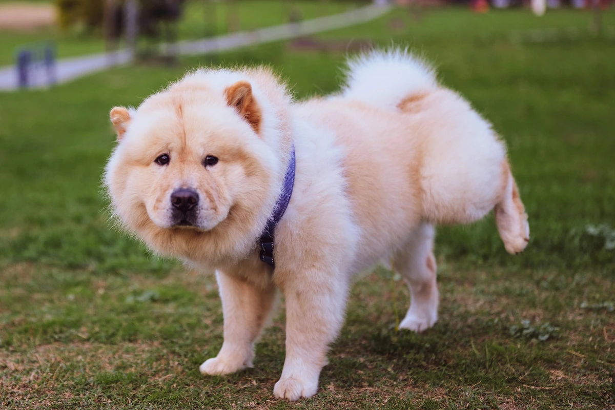 cachorro a fazer xixi no lugar certo