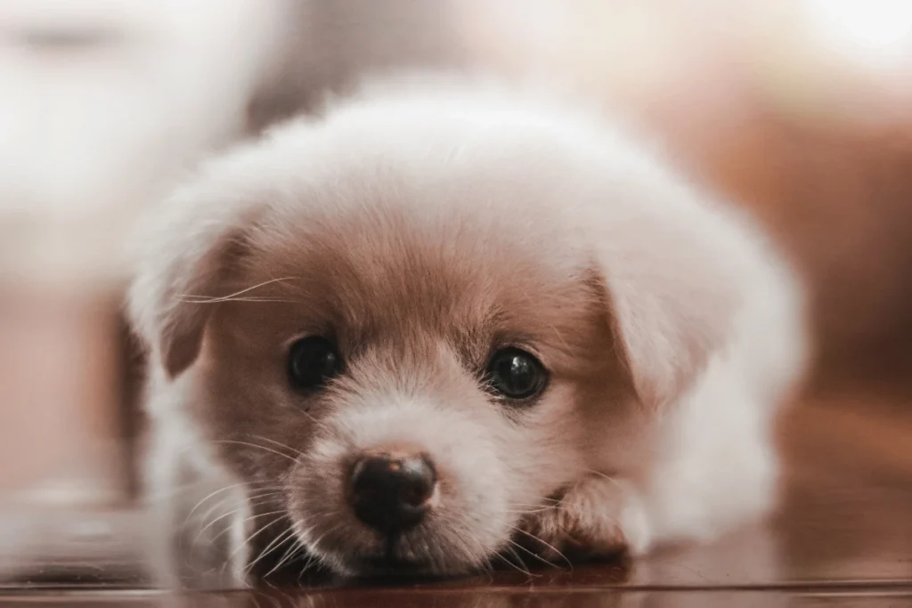 cachorro a fazer xixi no lugar certo