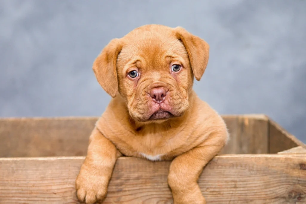 cachorro a fazer xixi no lugar certo