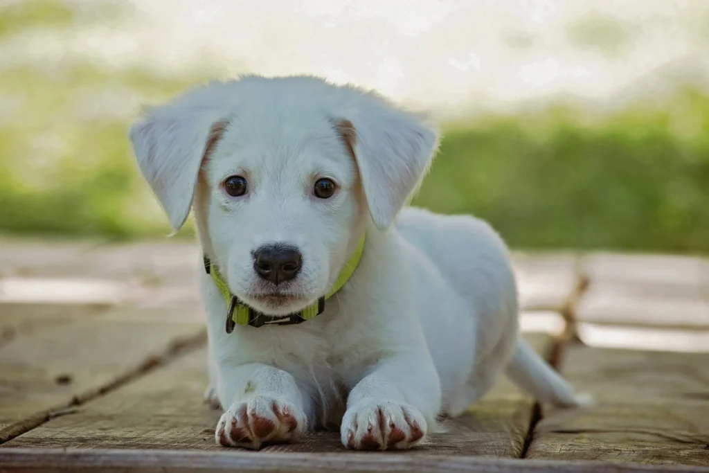 cachorro a fazer xixi no lugar certo