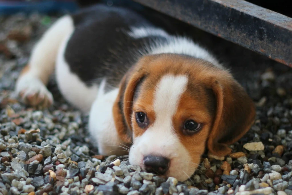 cachorro a fazer xixi no lugar certo