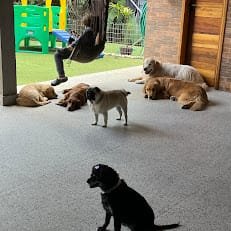 Creche para Cachorro em Curitiba