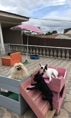 Creche para Cachorro em Curitiba