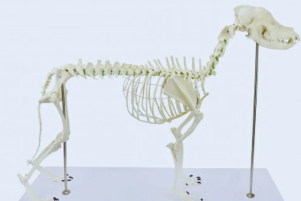 Esqueleto de Cachorro