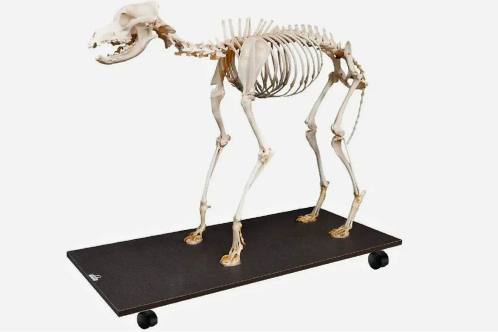 Esqueleto de Cachorro