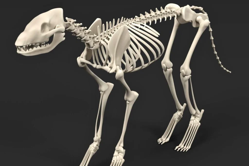 Esqueleto de Cachorro