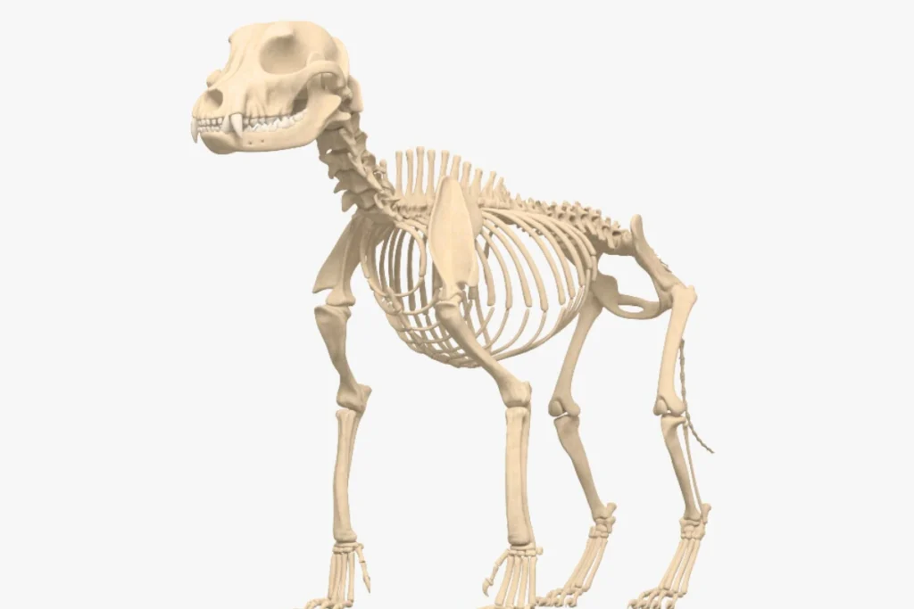 Esqueleto de Cachorro