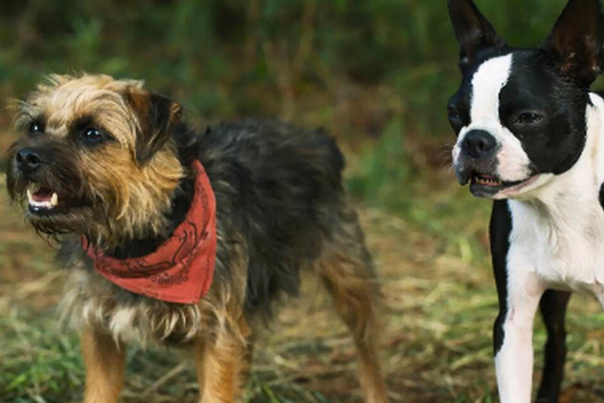 Filme Ruim pra Cachorro