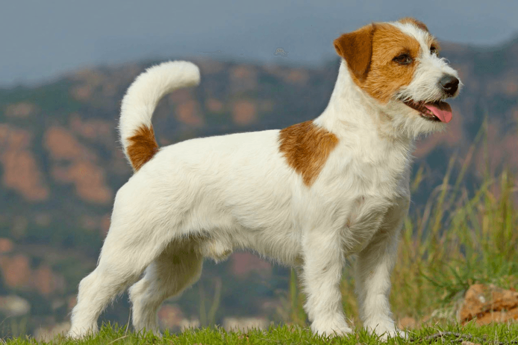 Raças de Cachorro com a Letra J Jack Russell Terrier