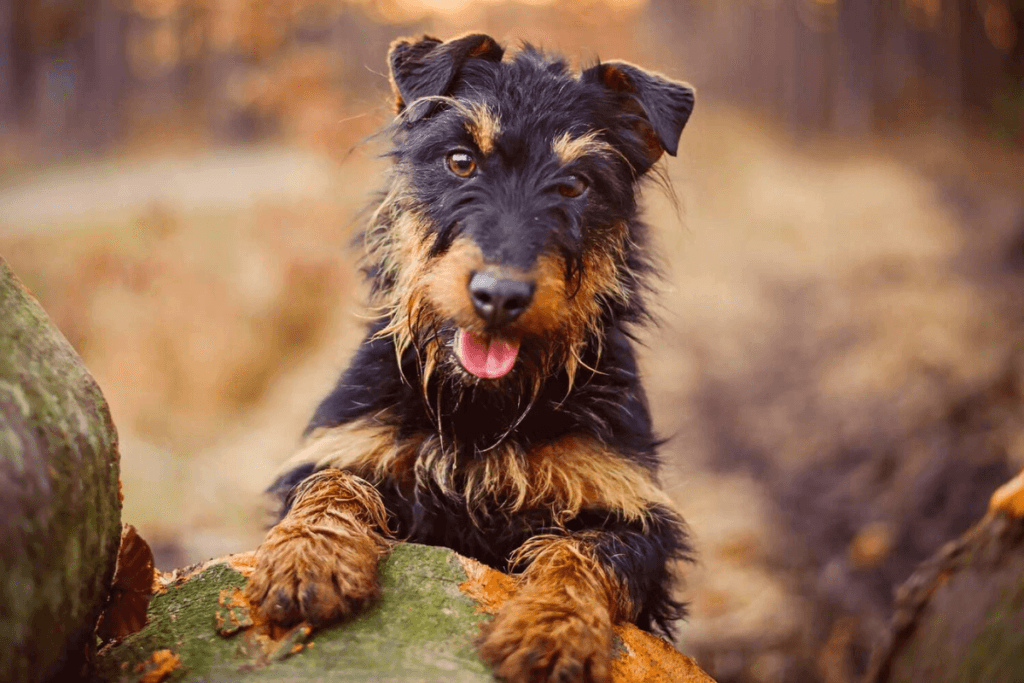 Raças de Cachorro com a Letra J: Jagterrier