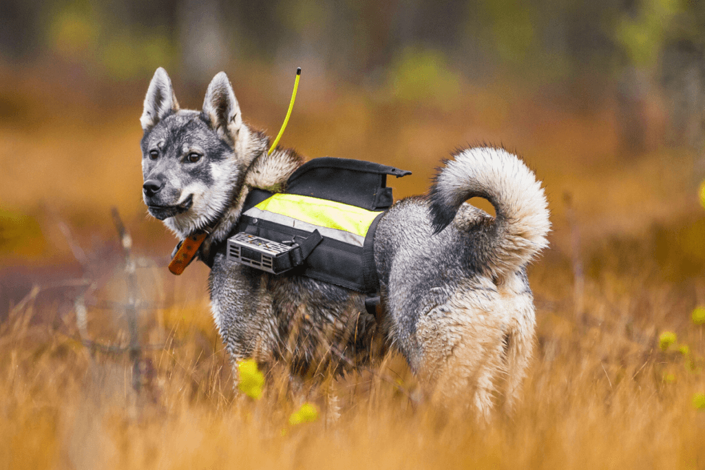 Raças de Cachorro com a Letra J: Jämthund