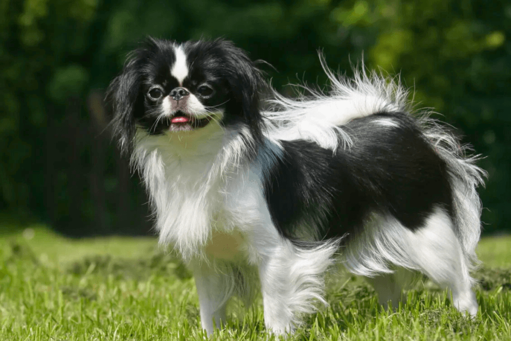 Raças de Cachorro com a Letra J: Japanese Chin