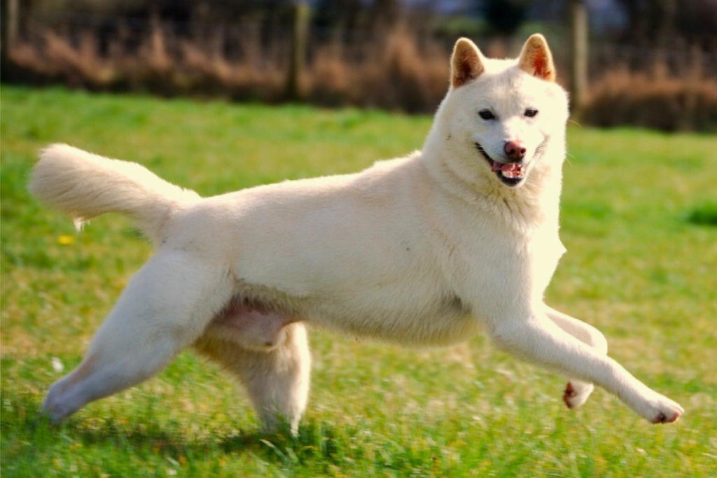 Raças de Cachorro com a Letra J: Jindo Coreano