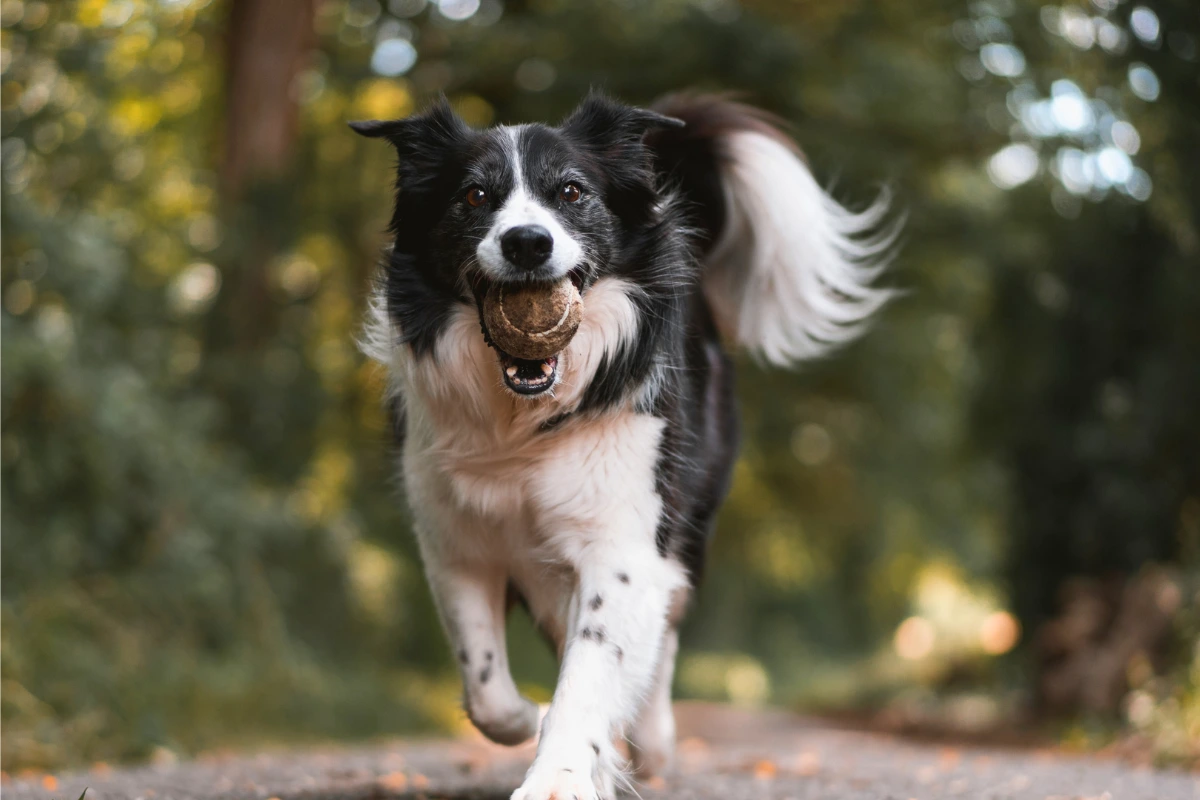 O que é Adestrar Cachorro