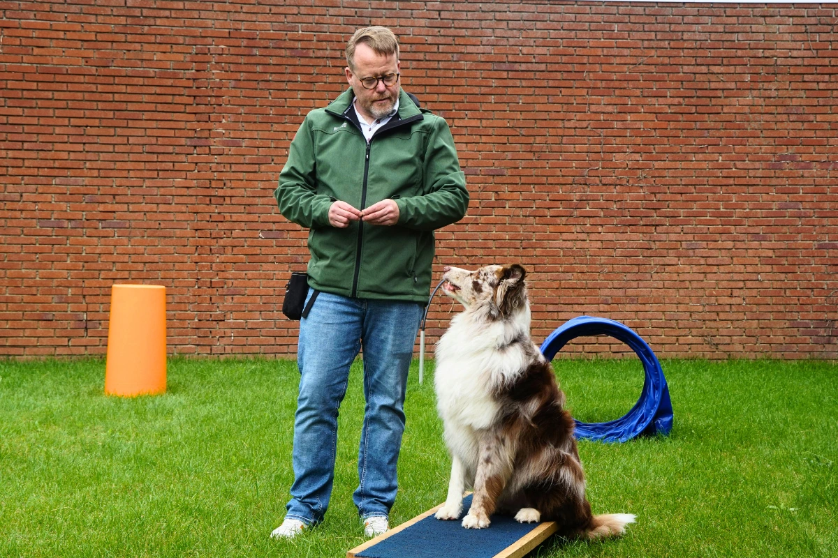 Quanto Custa para Adestrar um Cachorro