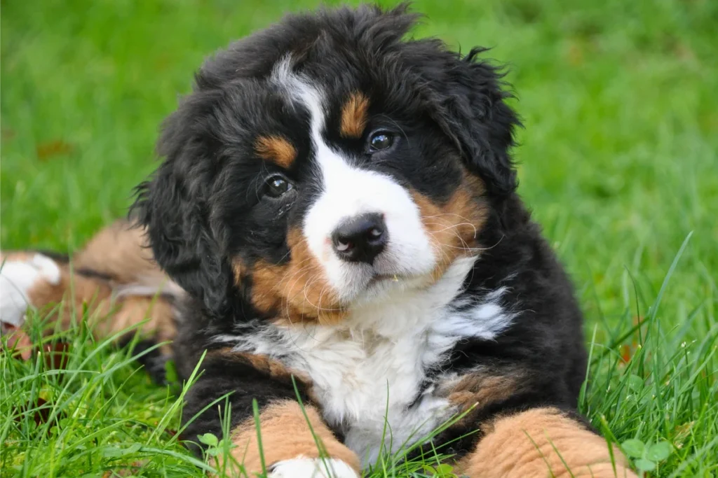 Raça de Cachorro Grande Bernese