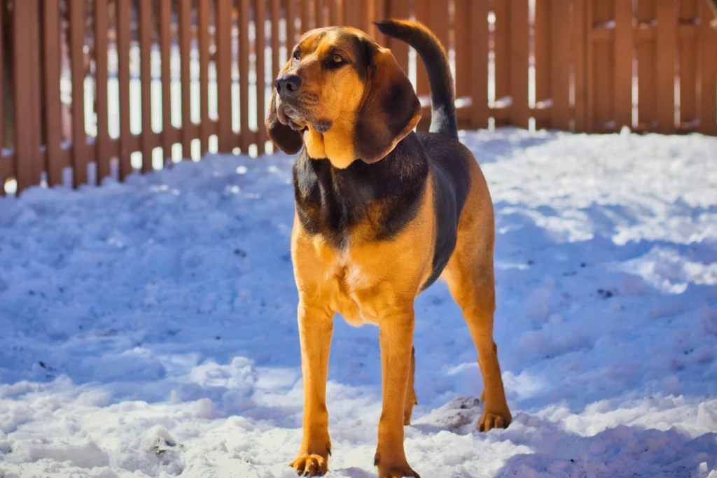 Raça de Cachorro Grande Bloodhound
