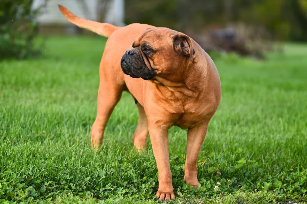 Raça de Cachorro Grande Bullmastiff