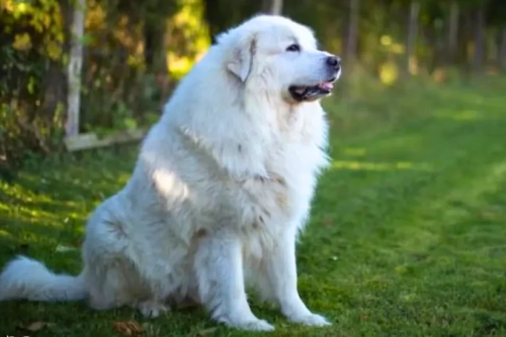 Raça de Cachorro Grande Cão de montanha dos Pirenéus