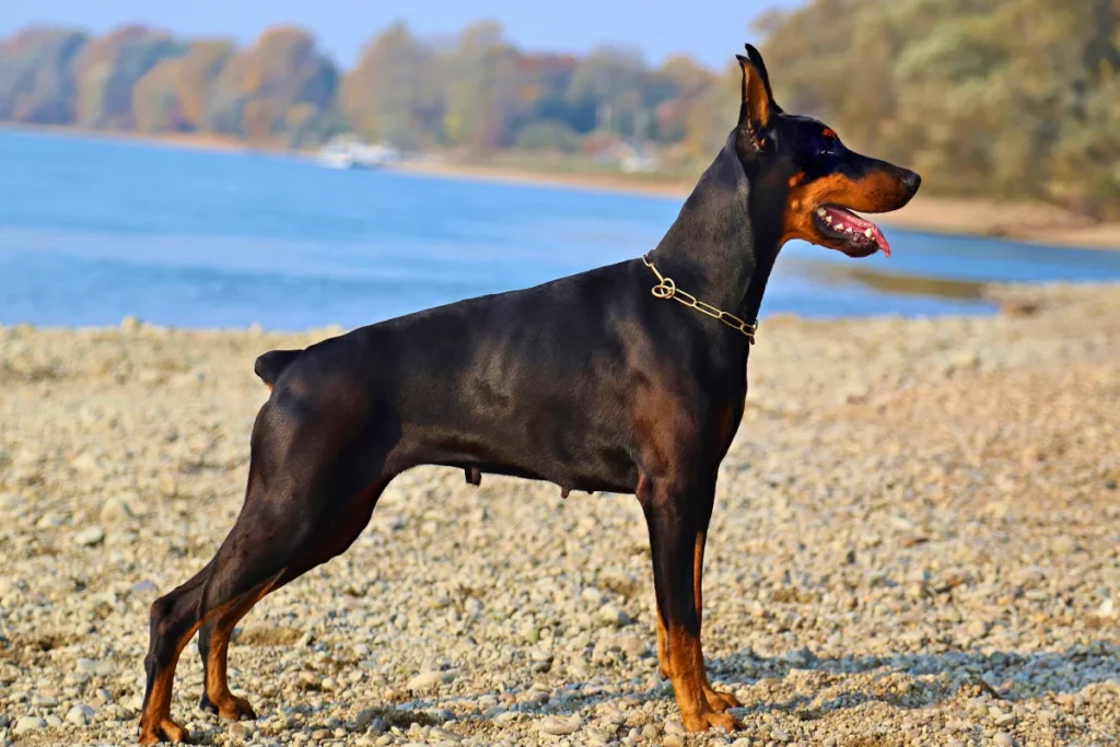 Raça de Cachorro Grande Dobermann