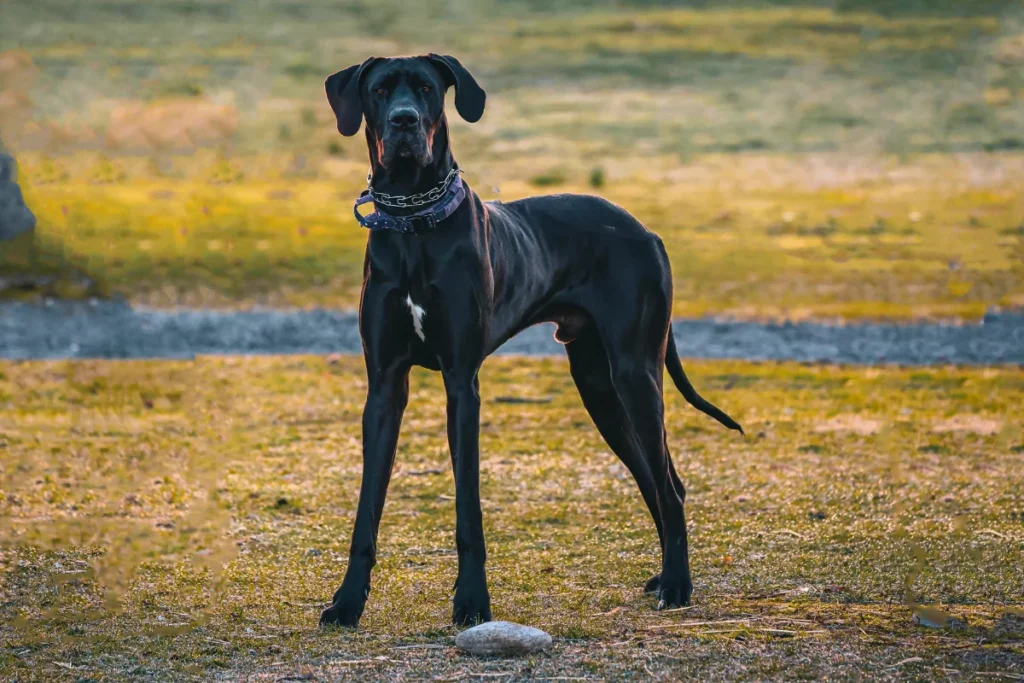 Raça de Cachorro Grande Dogue Alemão
