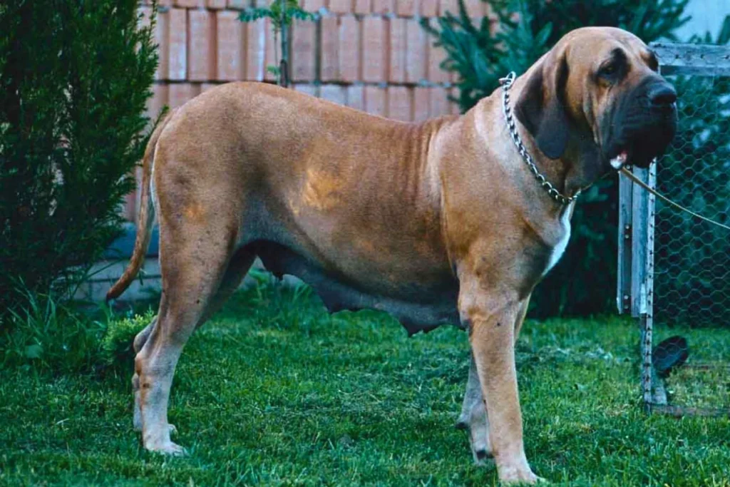 Raça de Cachorro Grande Fila Brasileiro