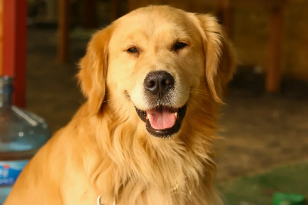 Raça de Cachorro Grande Golden Retriever