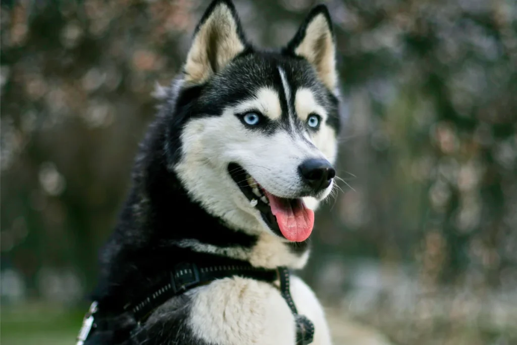 Raça de Cachorro Grande Husky Siberiano