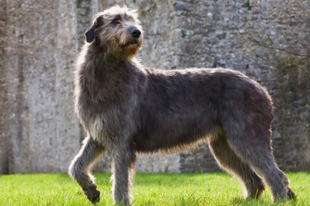 Raça de Cachorro Grande Irish Wolfhound
