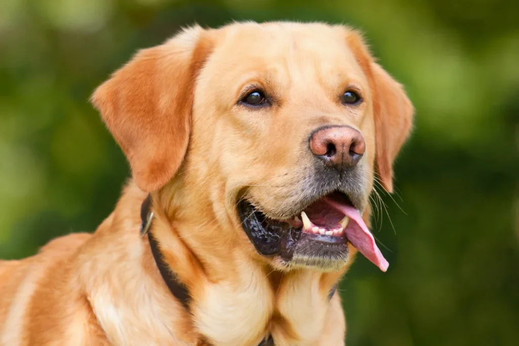 Raça de Cachorro Grande Labrador