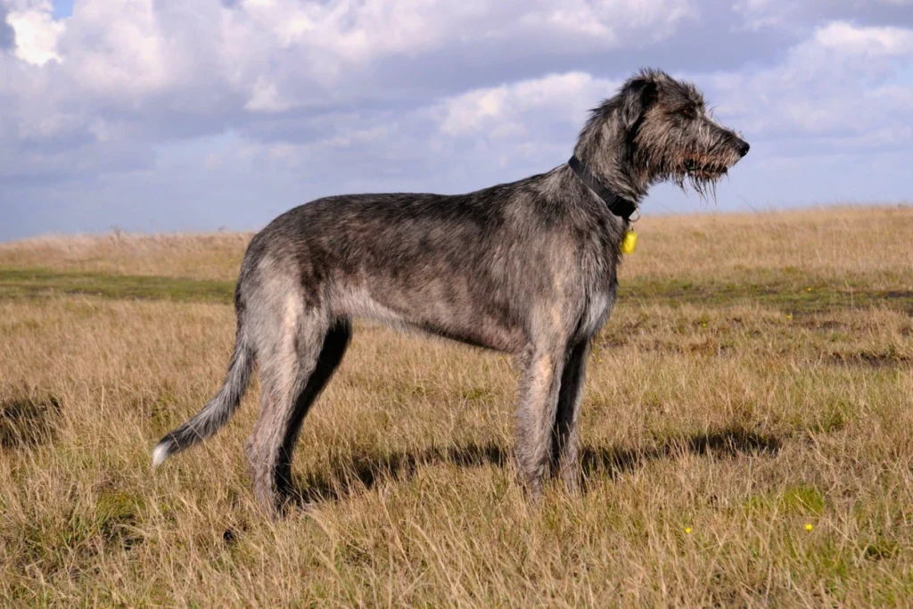 Raça de Cachorro Grande Lébrel irlandês