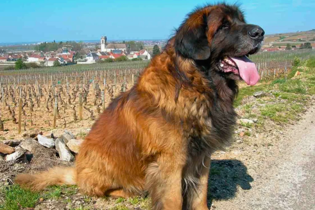Raça de Cachorro Grande Leonberger