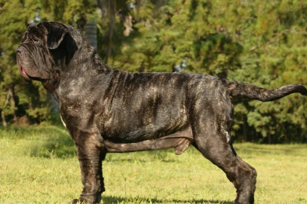Raça de Cachorro Grande Mastiff Napolitano