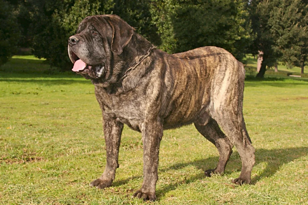 Raça de Cachorro Grande Mastim Inglês