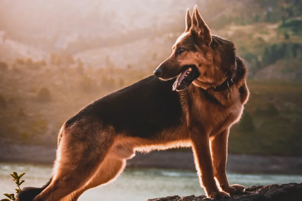 Raça de Cachorro Grande Pastor Alemão