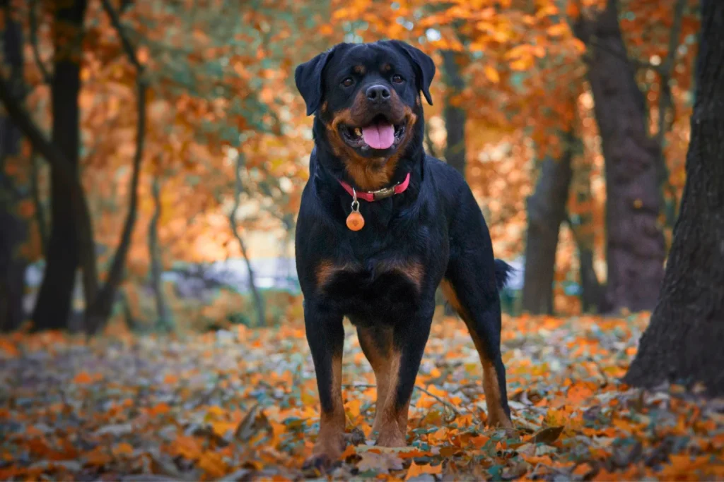 Raça de Cachorro Grande Rottweiler
