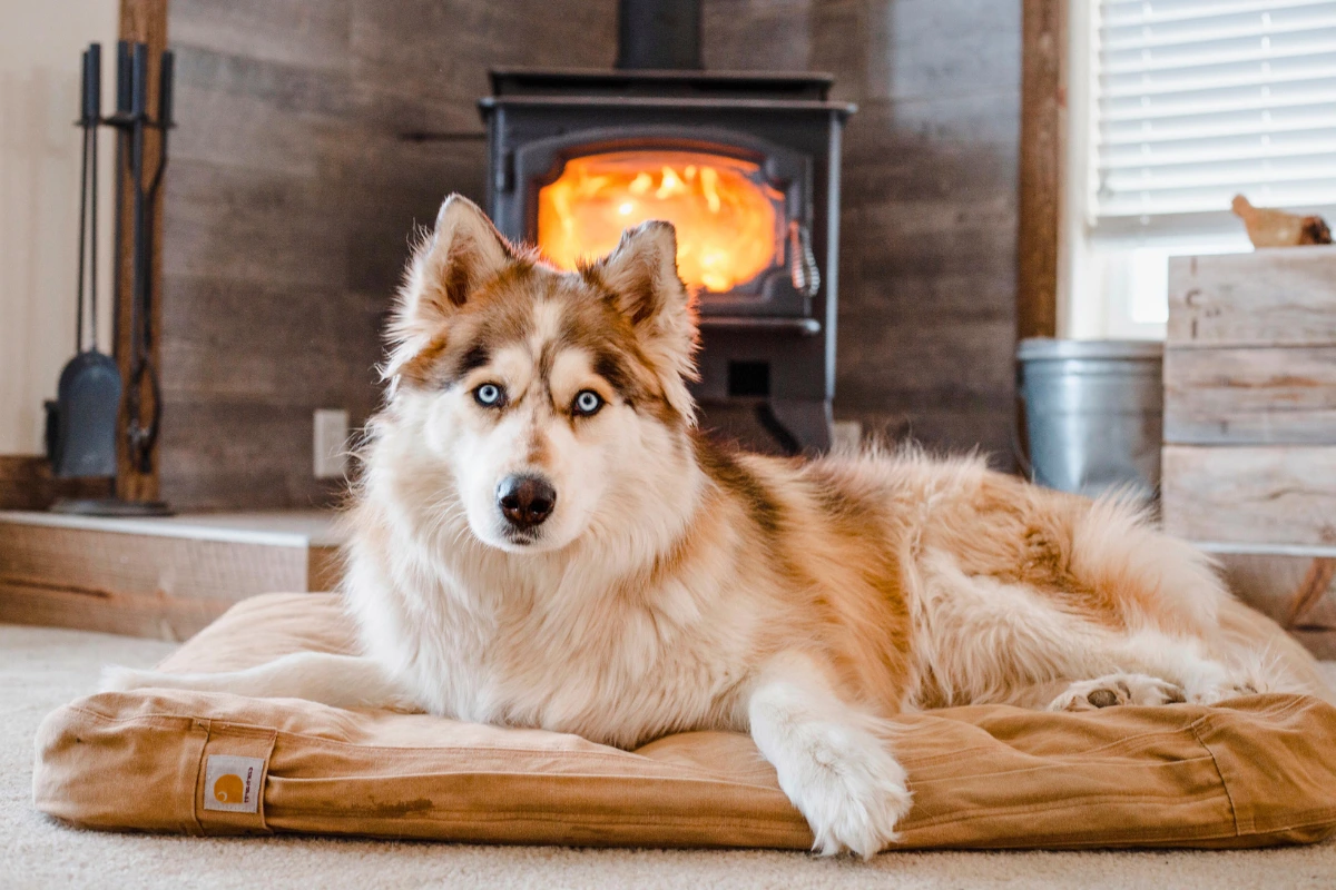 Raça de Cachorro Pedigree