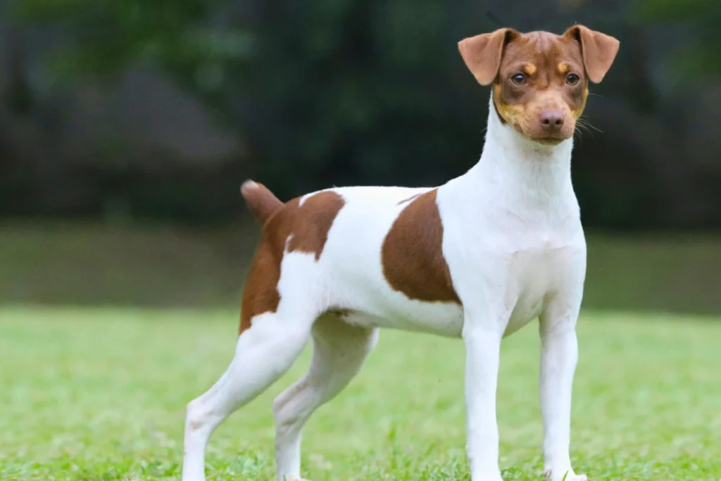 Raça de Cachorro com a Letra F Fox Paulistinha (Terrier Brasileiro)